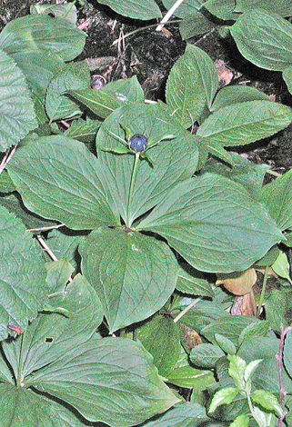 Paris quadrifolia close