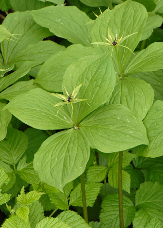Paris quadrifolia close