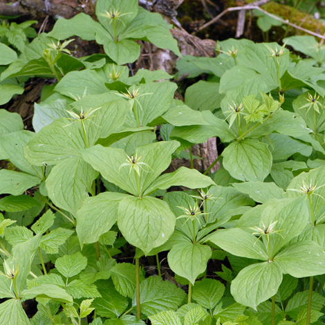 Paris quadrifolia whole