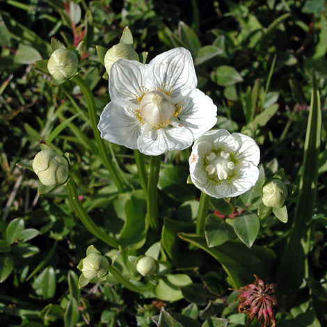 Paranassia palustris closer