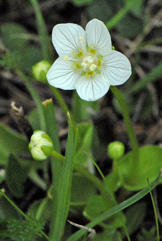 Parnassia palustris Europe close
