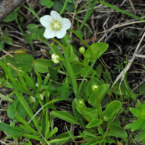 Parnassia palustris Europe whole