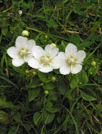 Paranassia palustris whole