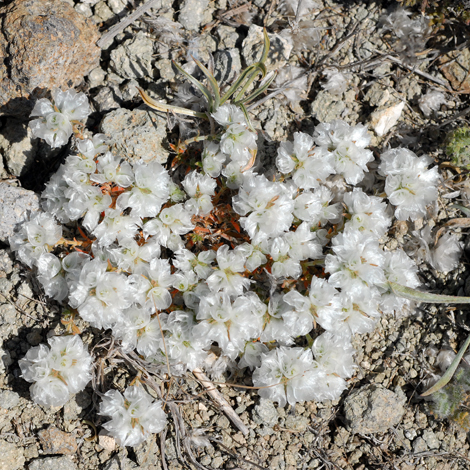 Paronychia captitata whole