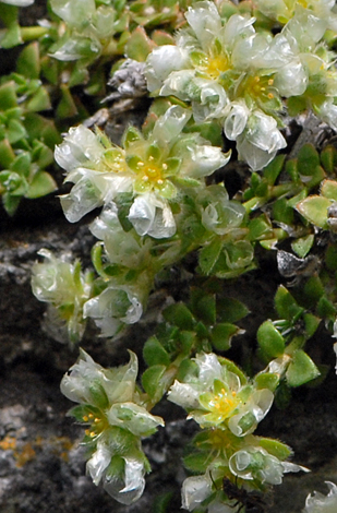 Paronychia kapela ssp serpyllifolia close