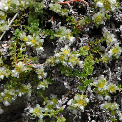 Paronychia kapela ssp serpyllifolia whole