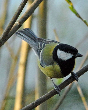 Parus major Great Tit on branch
