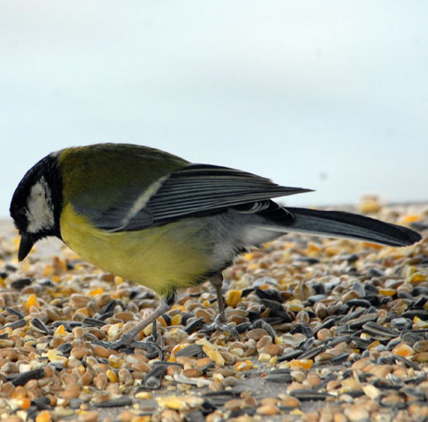 Parus major Great Tit table