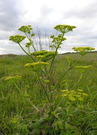 Pastanica sativa whole