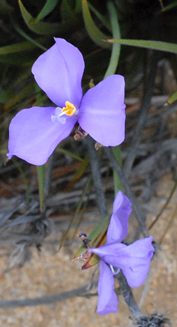 Patersonia drummondii close