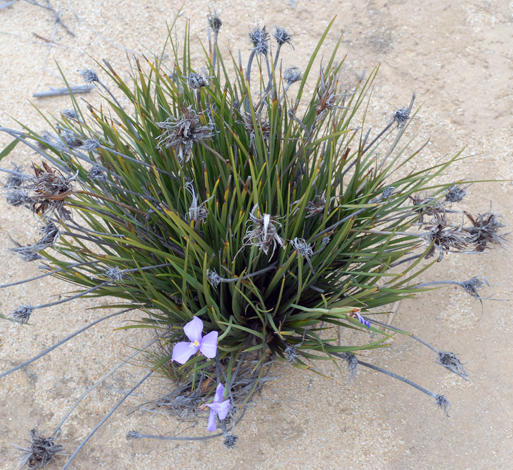 Patersonia drummondii whole
