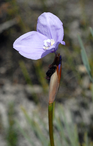Patersonia occidentalis close