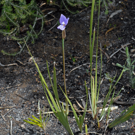 Patersonia occidentalis whole