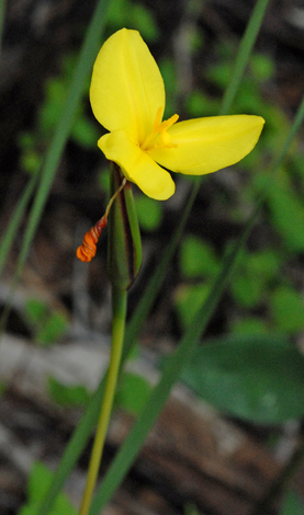 Patersonia umbrosa var xanthina close