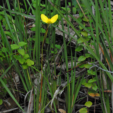 Patersonia umbrosa var xanthina whole