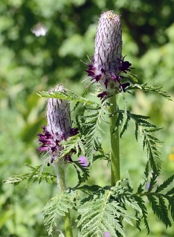 Pedicularis atropurpurea close