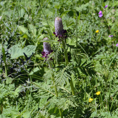 Pedicularis atropurpurea whole