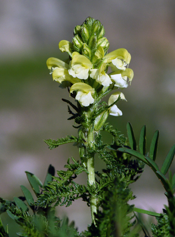 Pedicularis comosa close