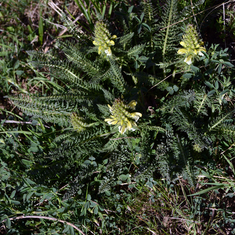 Pedicularis comosa whole