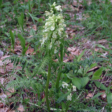 Pedicularis foliosa whole