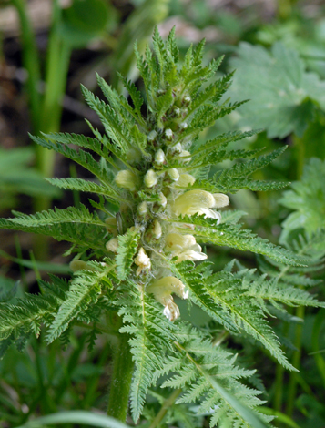 Pedicularis foliosa close