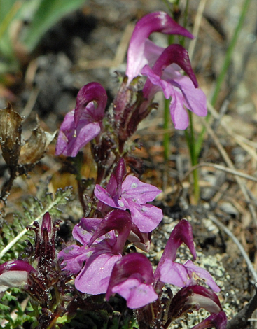 Pedicularis kerneri close