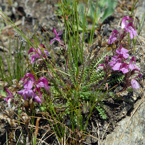 Pedicularis kerneri whole