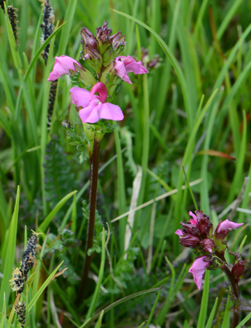 Pedicularis nordmanniana whole