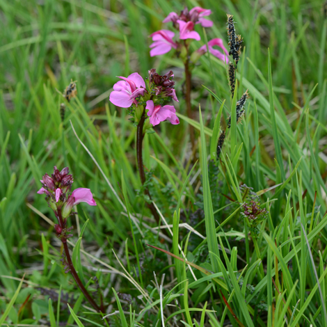 Pedicularis nordmanniana whole