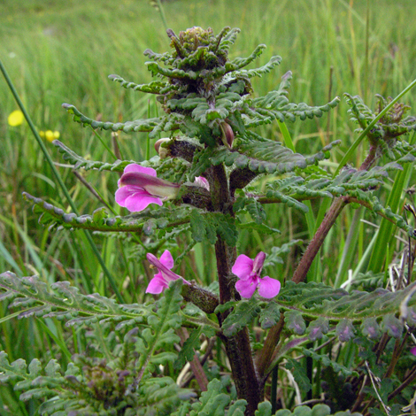Pedicularis palustris whole