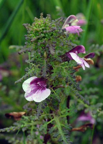 Pedicularis palustris close