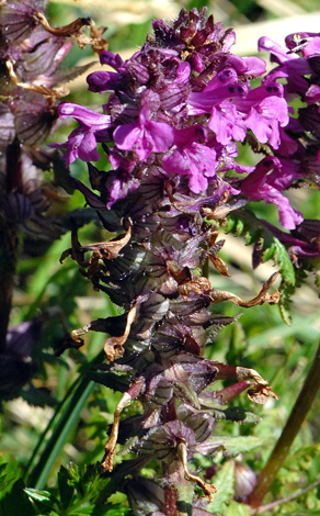 Pedicularis palustris close