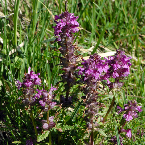 Pedicularis palustris whole