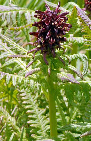 Pedicularis recutita close