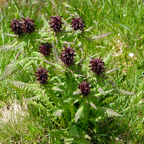 Pedicularis recutita whole