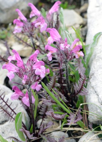 Pedicularis rosea close