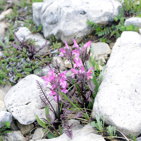 Pedicularis rosea whole