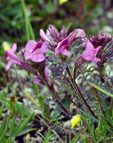 Pedicularis rostratocapitata close