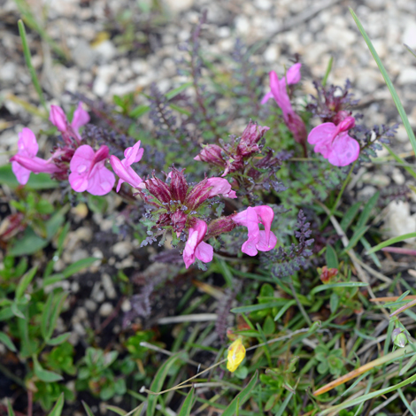 Pedicularis rostratocapitata whole