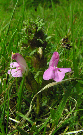 Pedicularis sylvatica whole