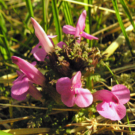 Pedicularis sylvatica close