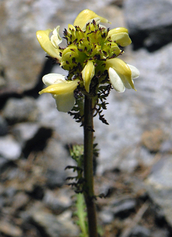 Pedicularis tuberosa close