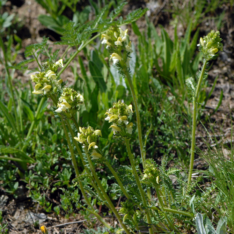 Pedicularis tuberosa whole