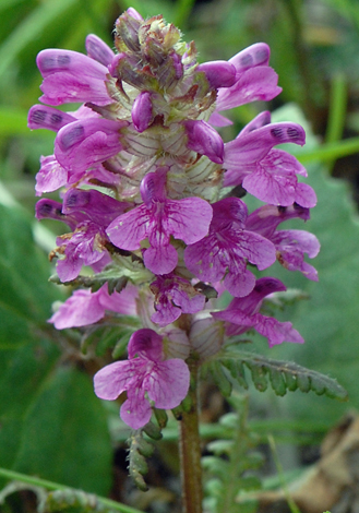 Pedicularis verticillata close