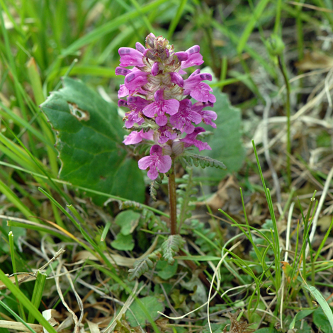 Pedicularis verticillata whole