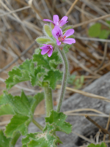 Pelargonum capitatum close