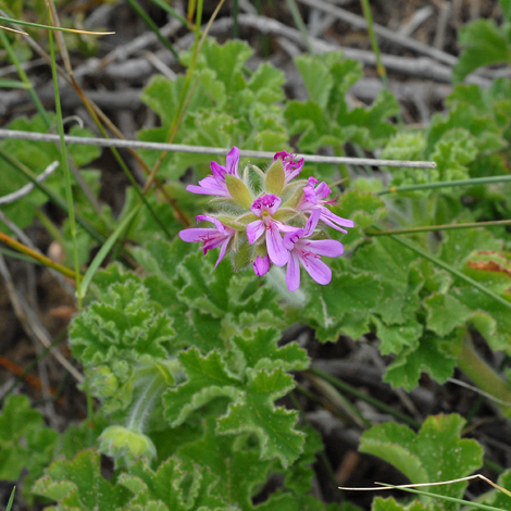 Pelargonum capitatum whole