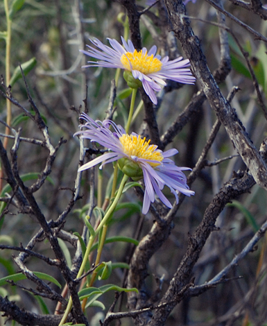 Pembertonia latisquamea close