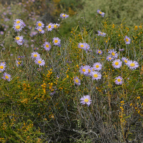 Pembertonia latisquamea whole