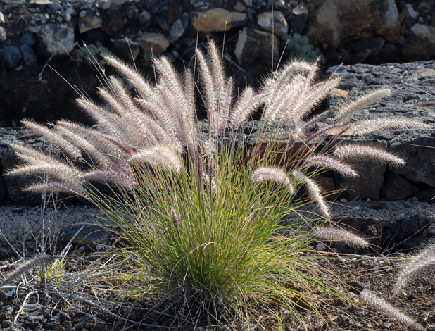 Pennisetum setaceum whole